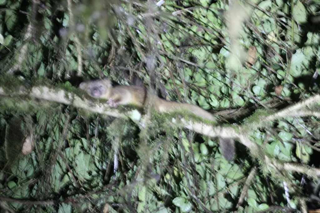 Olinguito