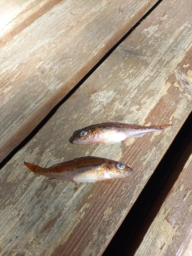 Acerina Eurasiana