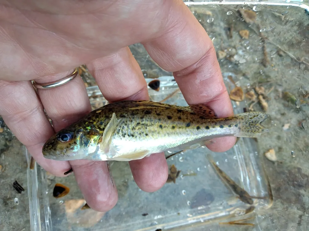 Acerina Eurasiana