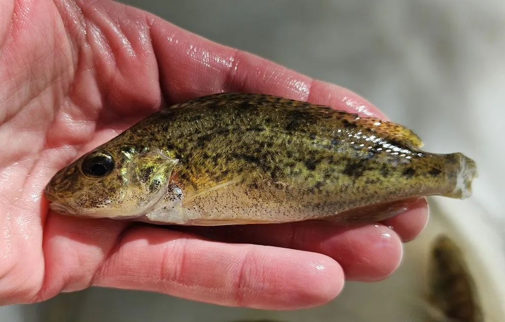 Acerina Eurasiana