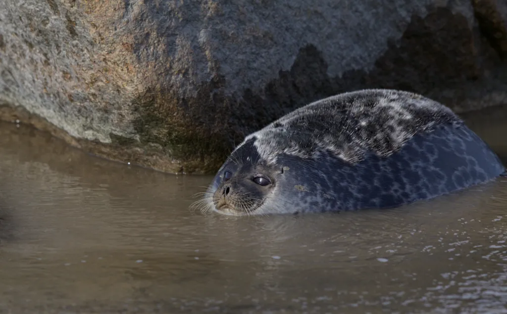 Foca-anelada