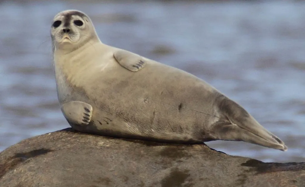 Foca-anelada