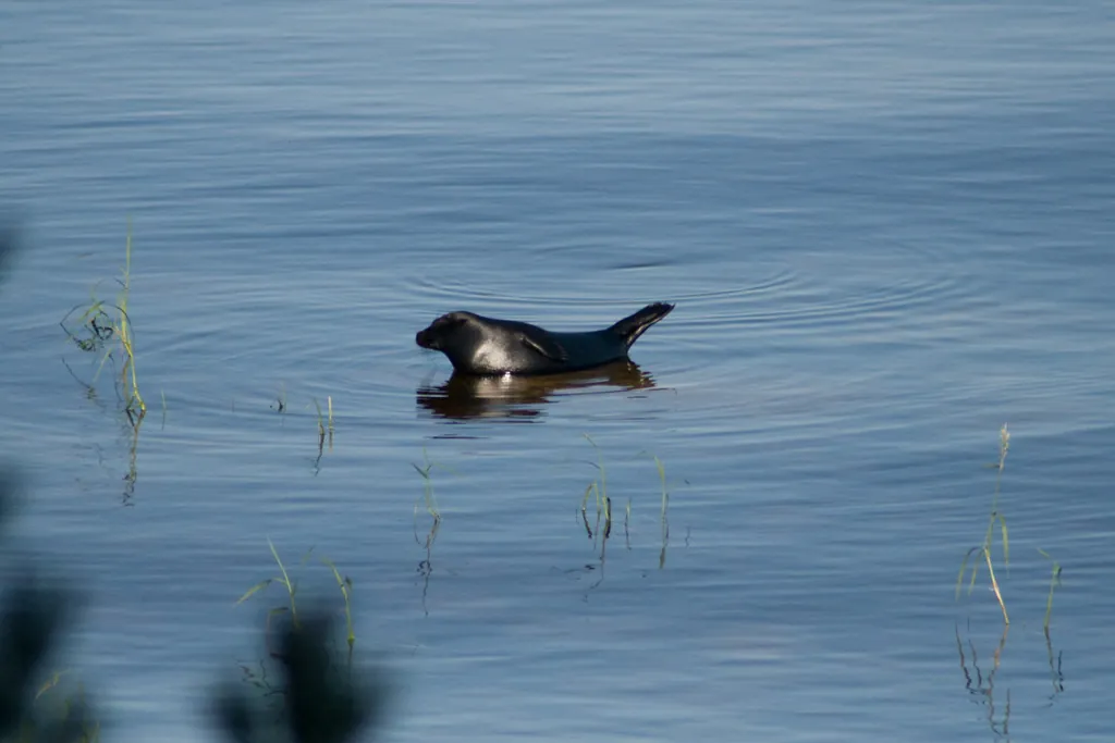 Foca-anelada