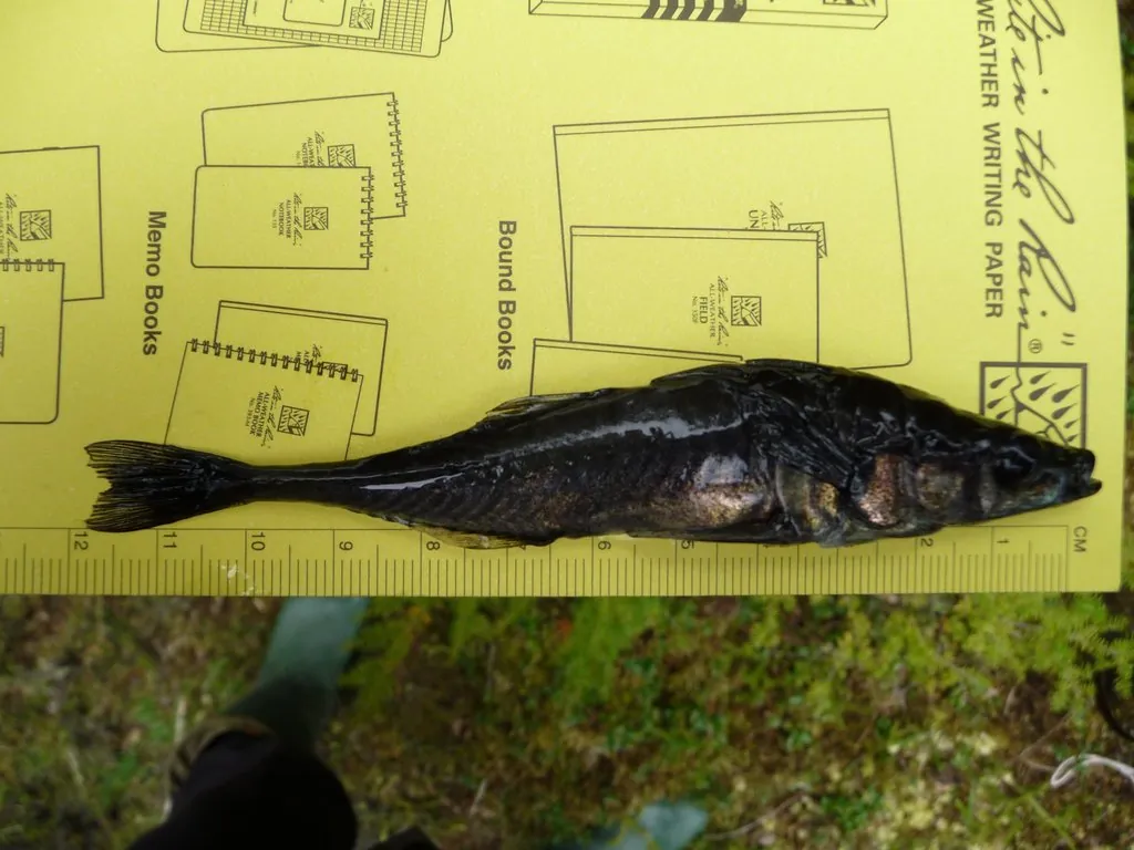 Gasterosteus aculeatus