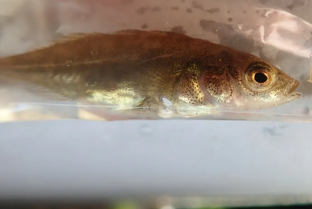 Gasterosteus aculeatus