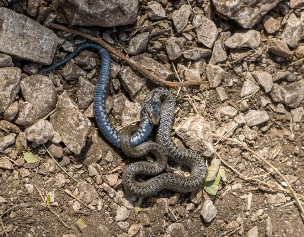 Cobra-lisa