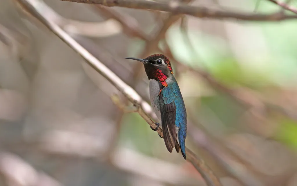 beija-flor-abelha