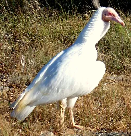 urubu