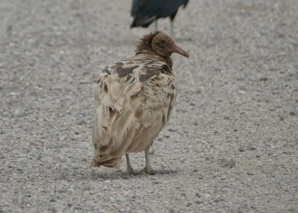 urubu