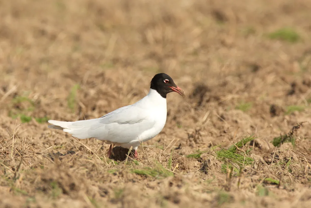 Gaivota-de-cabeça-preta