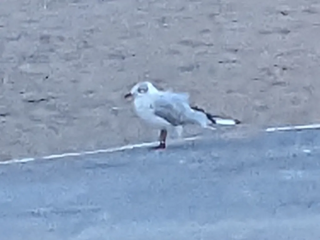 gaivota-de-cabeça-preta