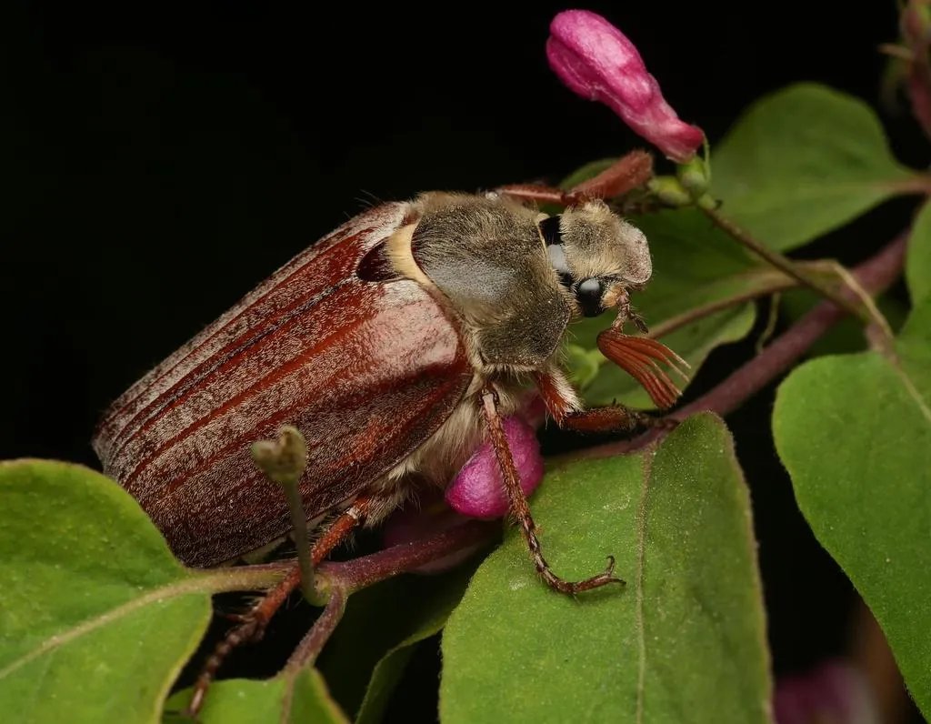 Melolontha melolontha