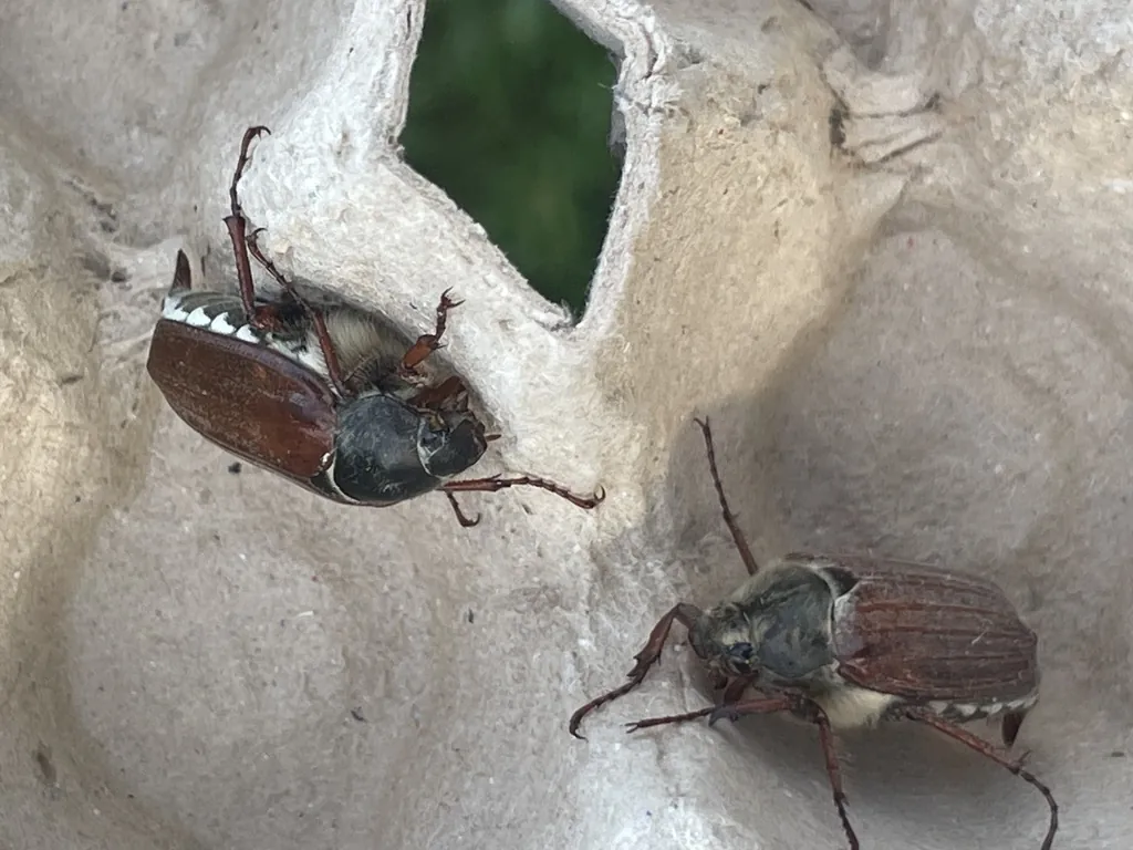 Melolontha melolontha