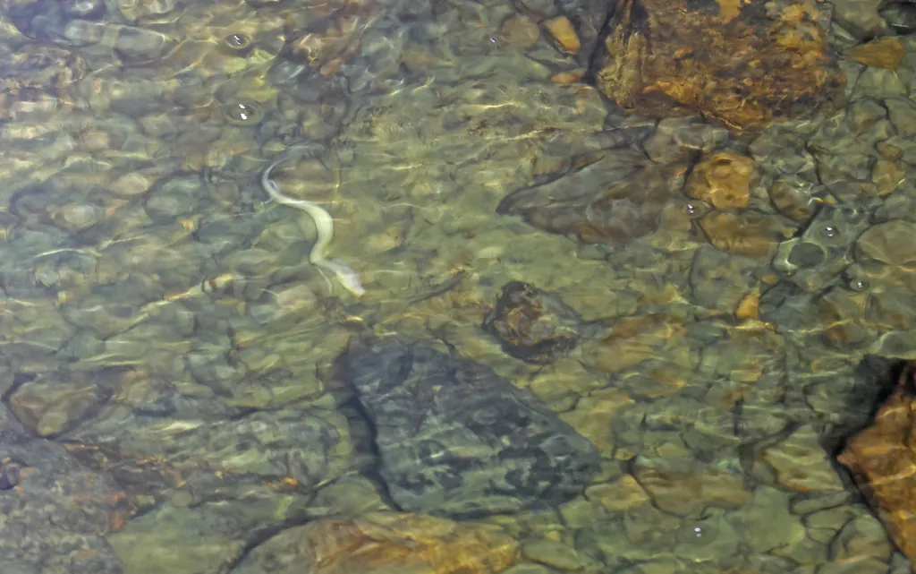 Proteus anguinus