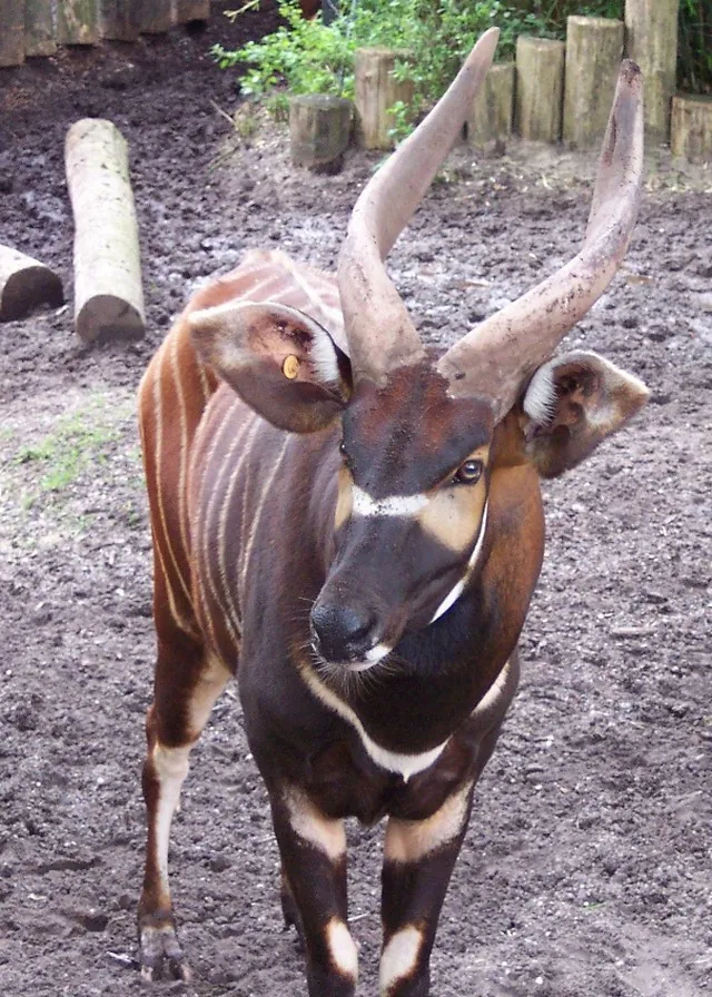 Tragelaphus eurycerus