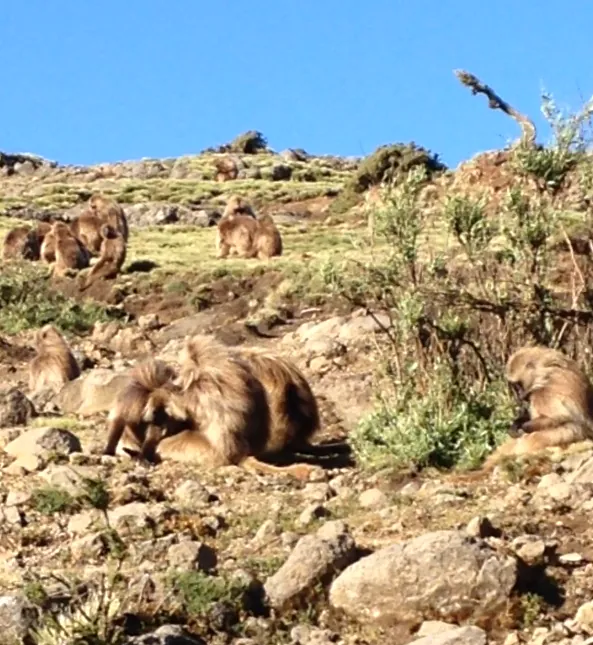 Babuíno-gelada