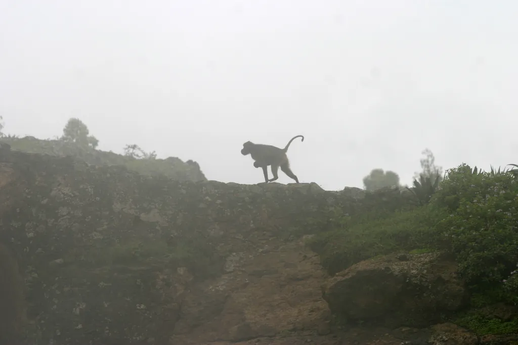 Babuíno-gelada