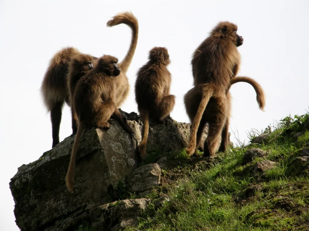 Babuíno-gelada