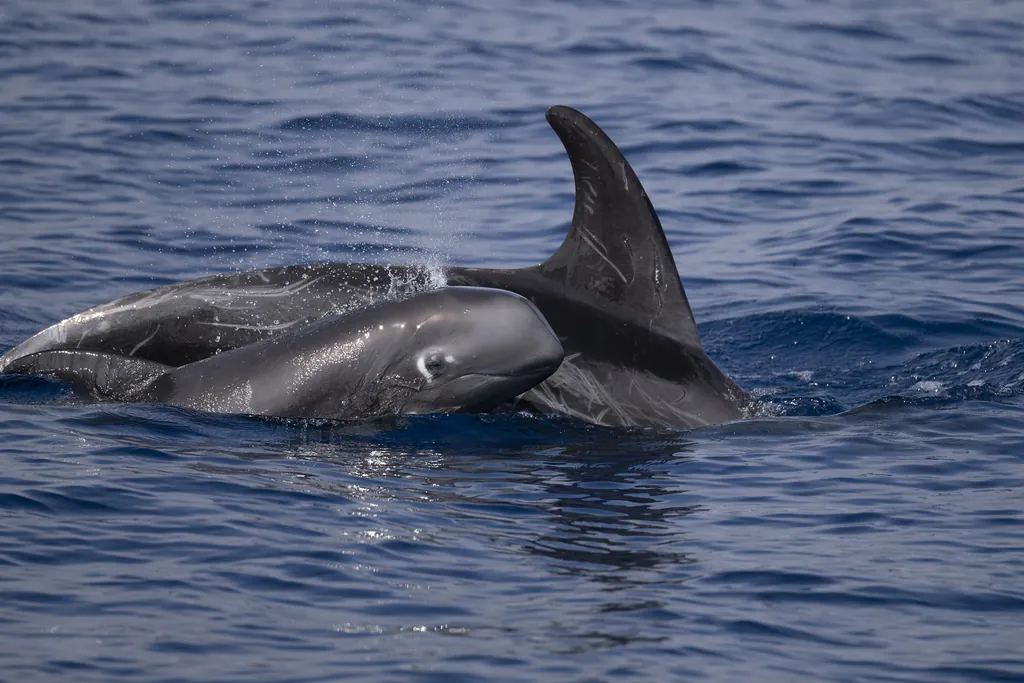 Golfinho-de-risso
