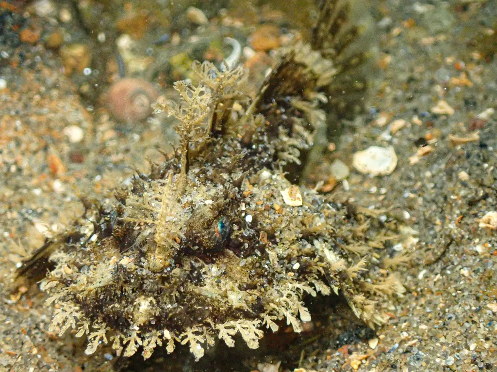 Lophius piscatorius