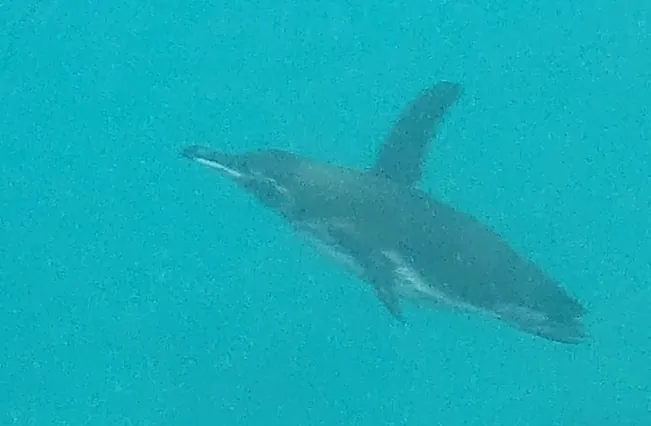 Pinguim-das-galápagos