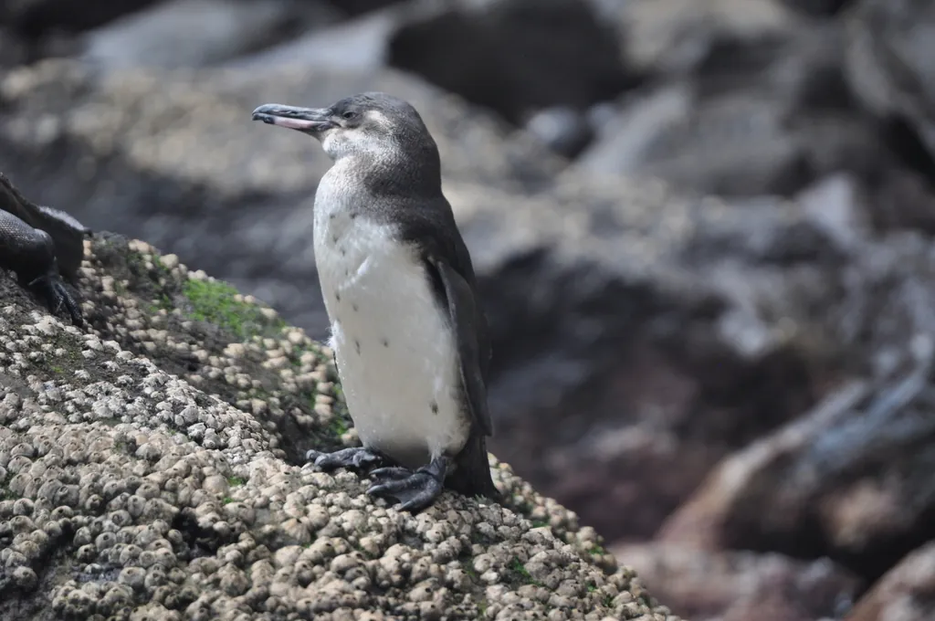 pinguim-das-galápagos