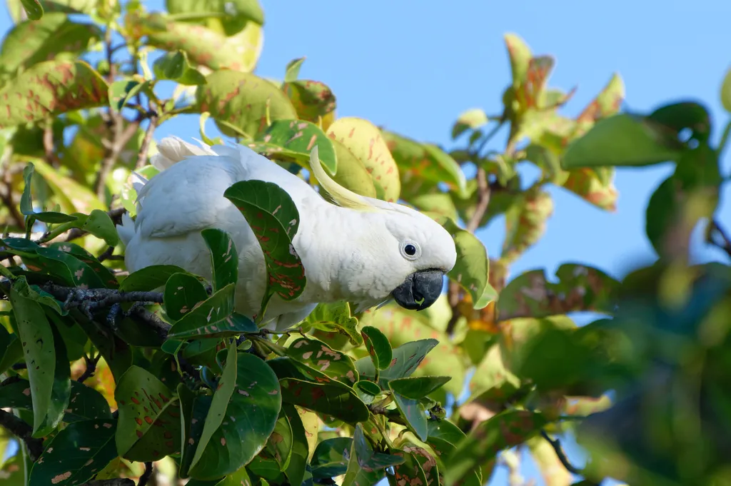 Cacatua-de-crista-amarela