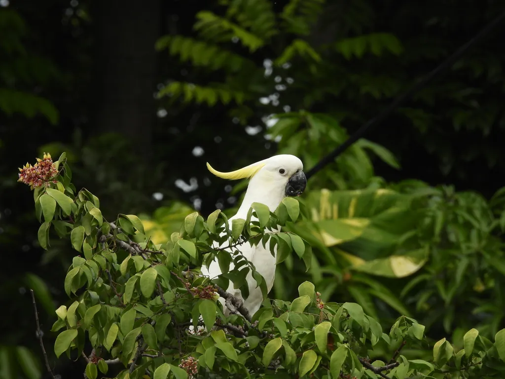 cacatua-de-crista-amarela