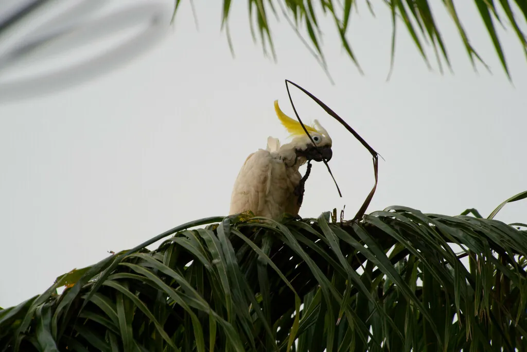 cacatua-de-crista-amarela