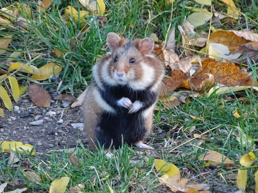 Hamster-comum