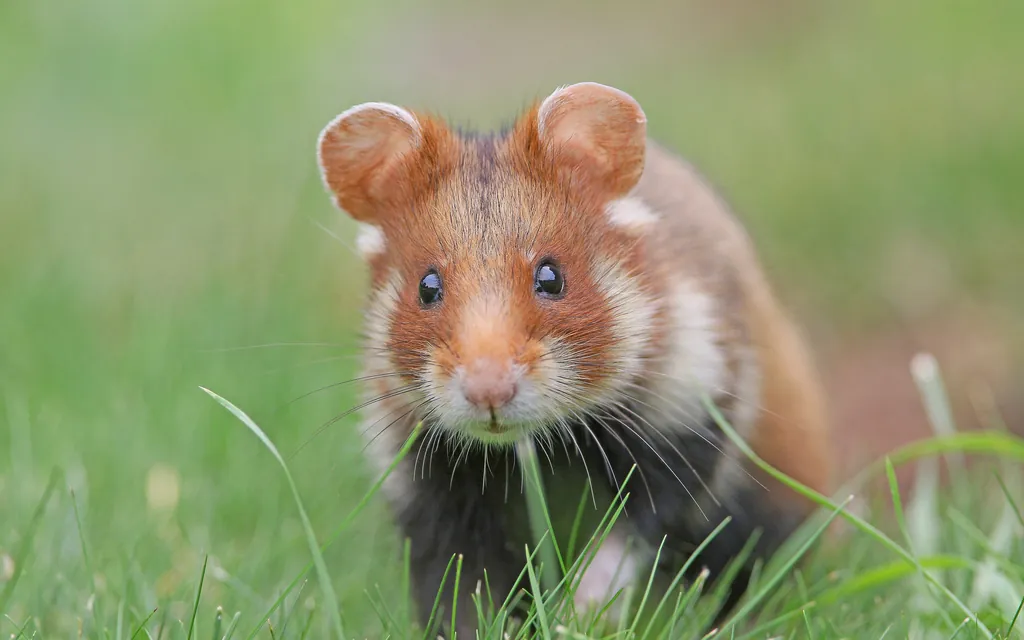 Hamster-comum