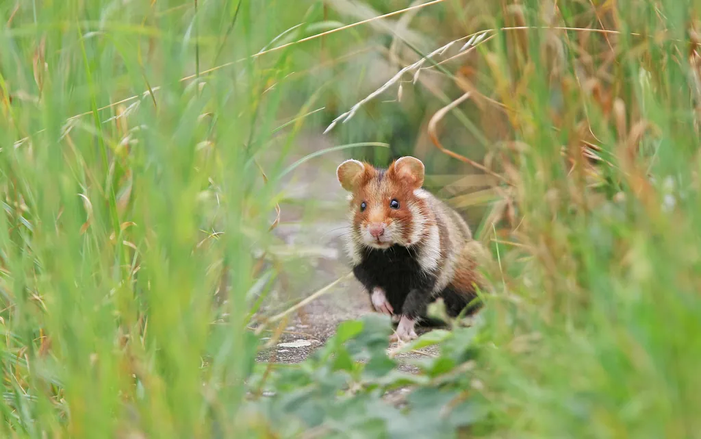 Hamster-comum