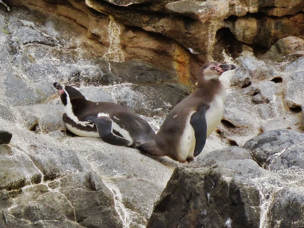 Pinguim-de-humboldt