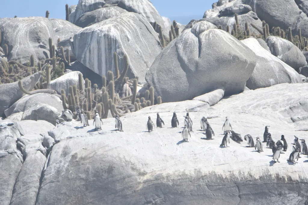 Pinguim-de-humboldt