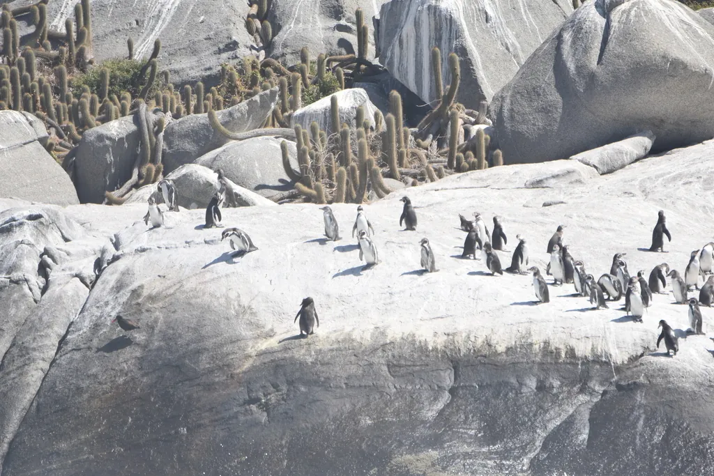 Pinguim-de-humboldt