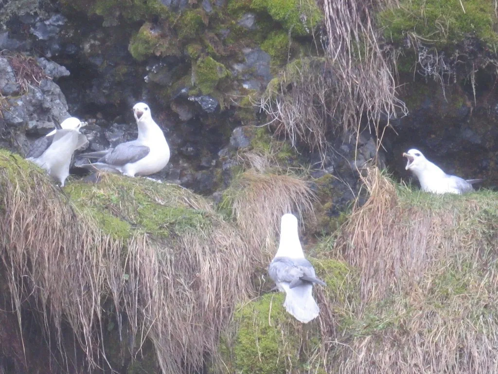 Fulmar-boreal