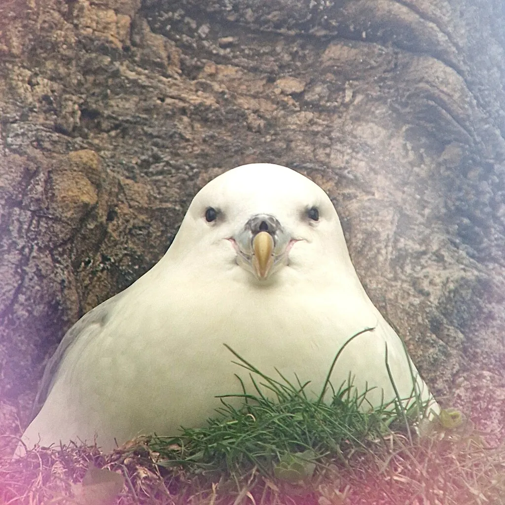 fulmar-boreal