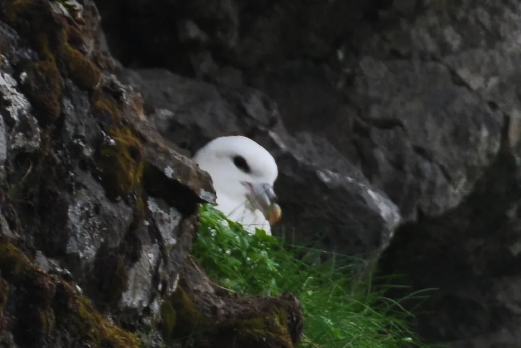 fulmar-boreal
