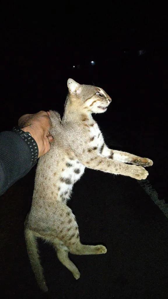 Gato-ferrugem