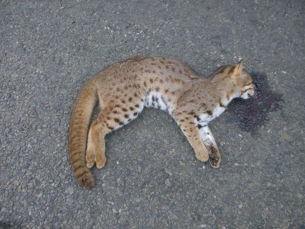 Gato-ferrugem