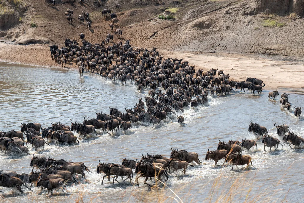 Gnu-de-cauda-preta