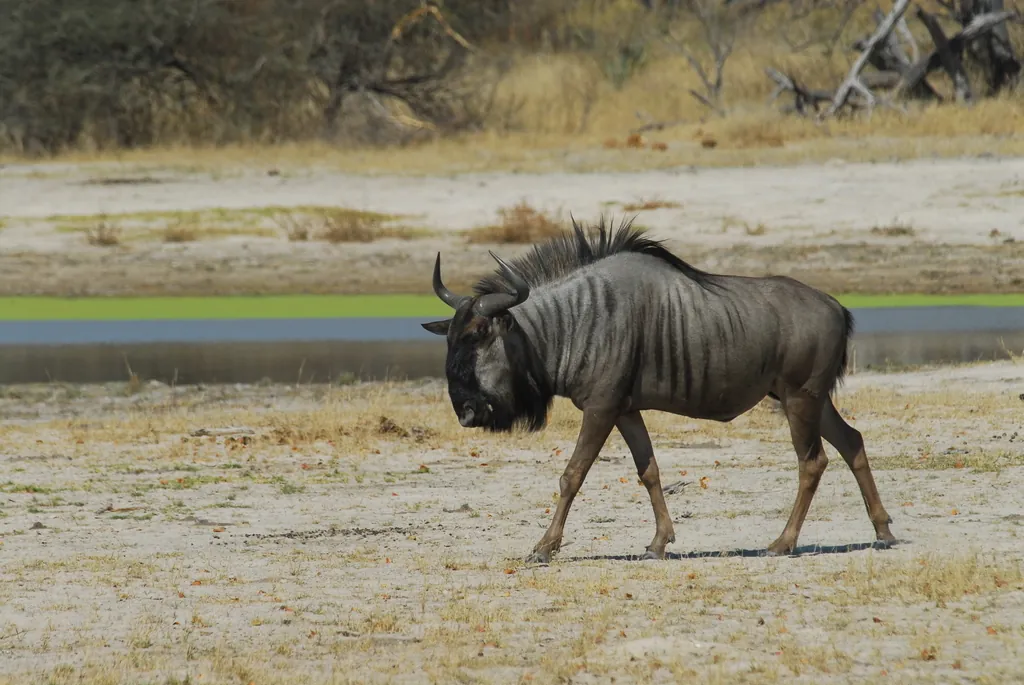 Gnu-de-cauda-preta
