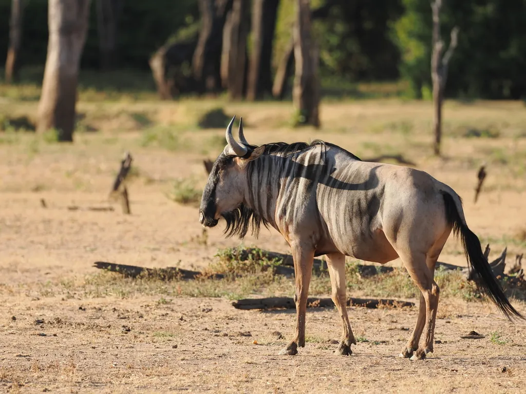 Gnu-de-cauda-preta