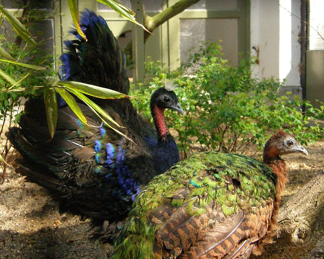 Pavão-congolês