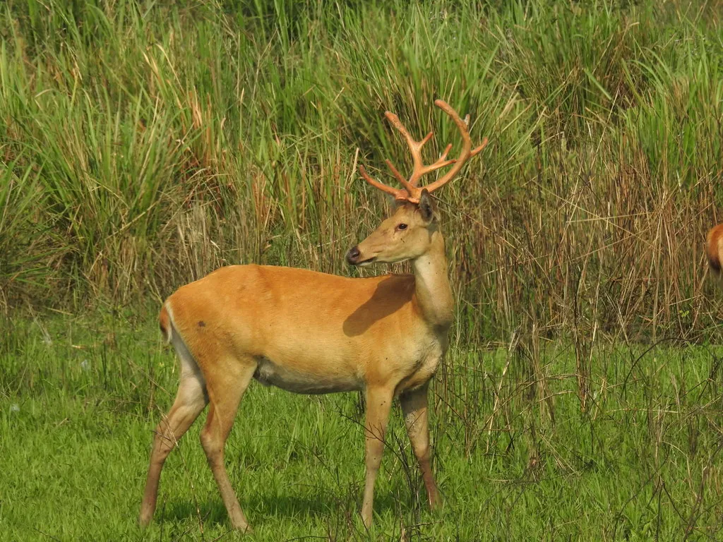 Rucervus duvaucelii