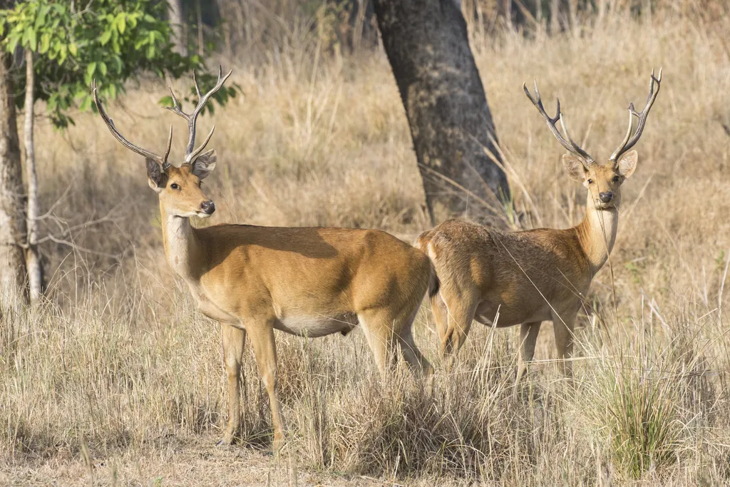 Rucervus duvaucelii