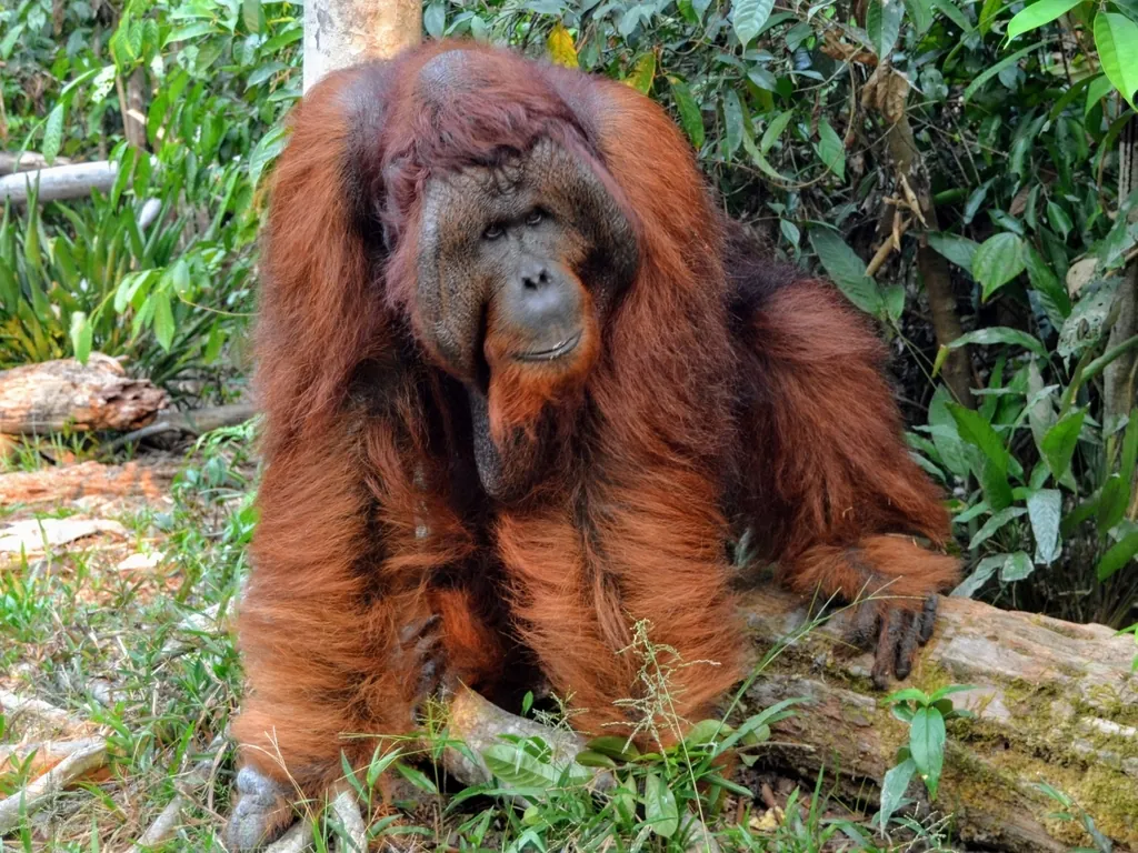 Pongo pygmaeus