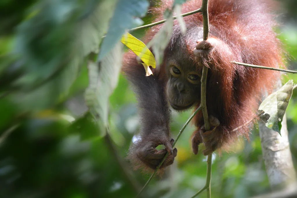Pongo pygmaeus