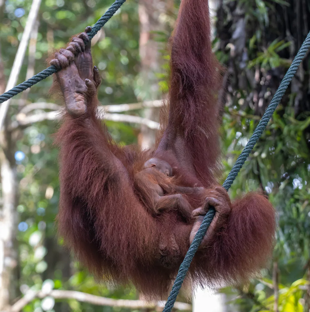 Pongo pygmaeus