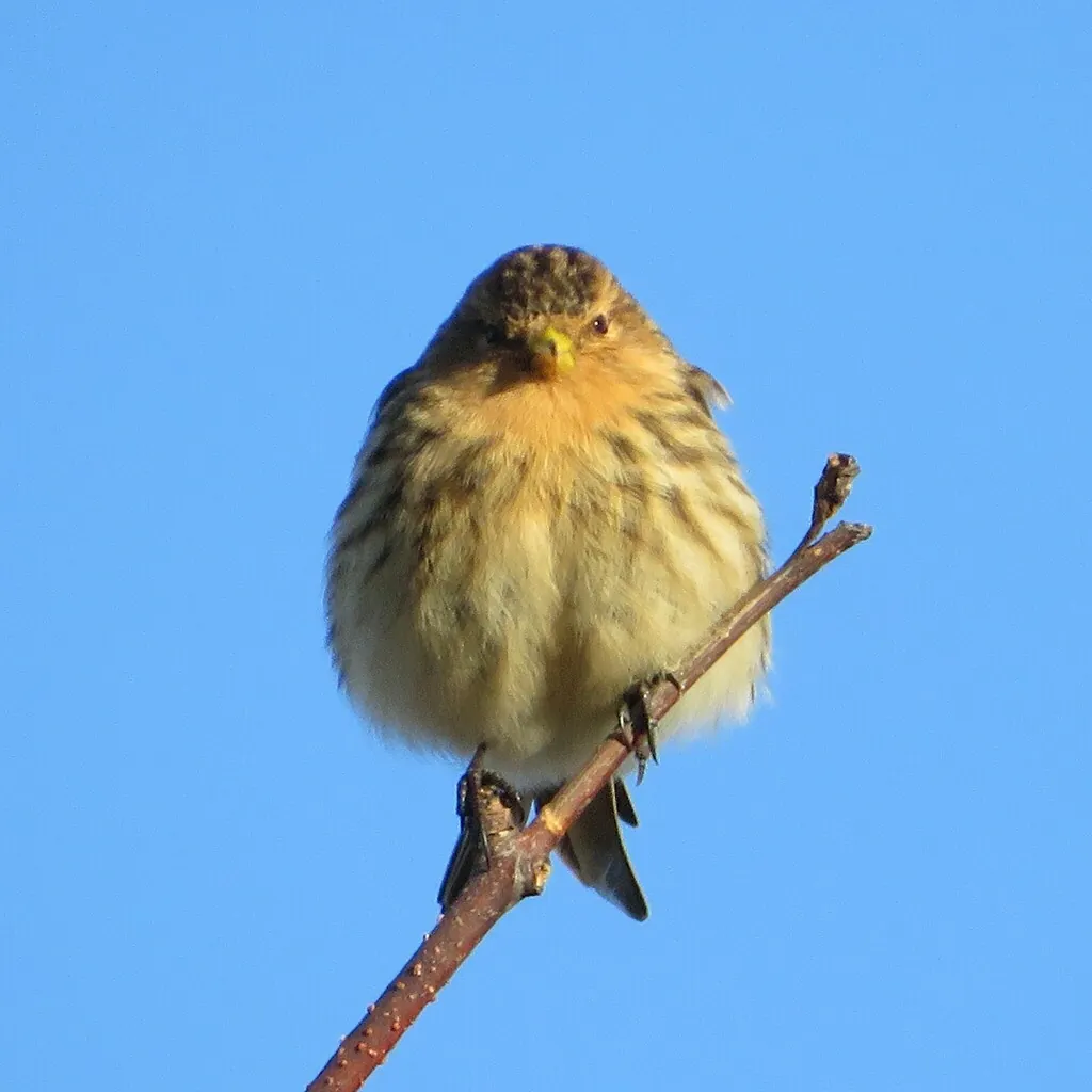 pintarroxo-de-bico-amarelo
